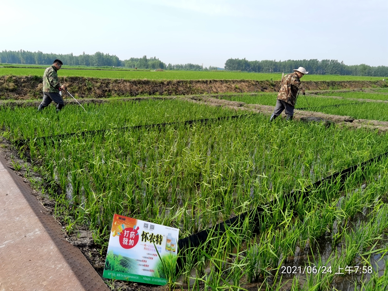 浙農金泰攜美國ORO公司開展生物農藥除草增效實驗示范回訪調研